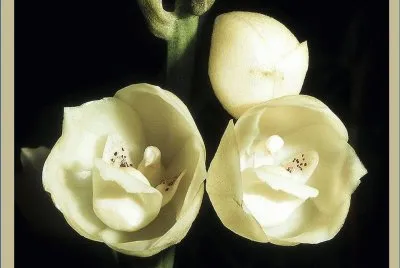 OrquÃ­dea Peristeria Elata - PanamÃ¡