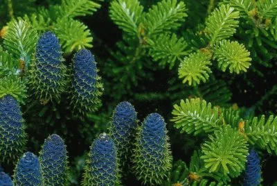 Natura jigsaw puzzle