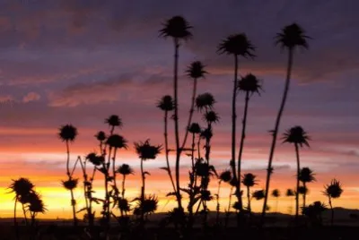 cardos al atardecer
