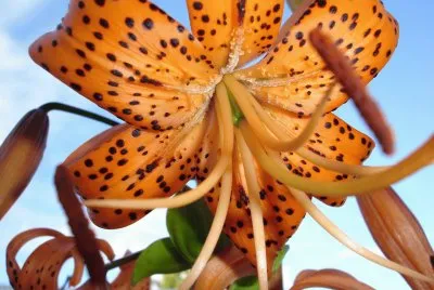 esas flores bellas