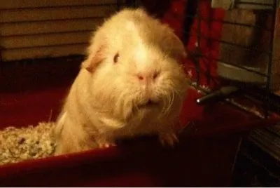 my late baby piggy jigsaw puzzle