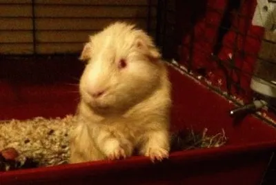 my baby piggy jigsaw puzzle