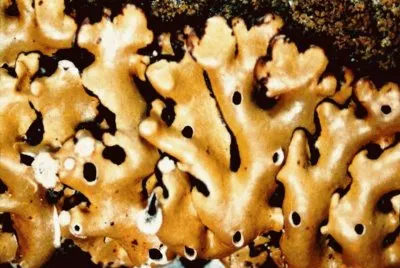 Menegazzia Terebrata