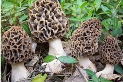 Morchella Conica