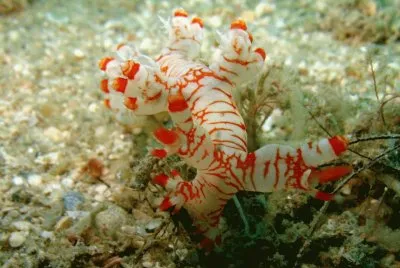 פאזל של Nudibranquios  Bornella - Indonesia