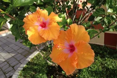 flores, cayenas