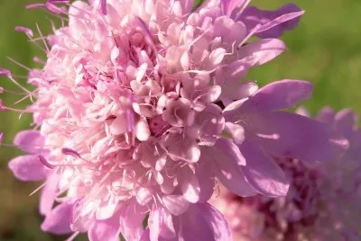 Escabiosa
