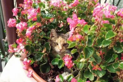 Cesira tra i fiori