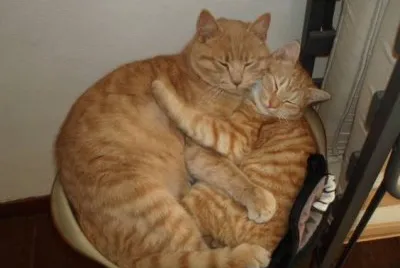 Clotilde e Felix