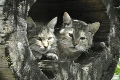 Gatti in Alto Adige