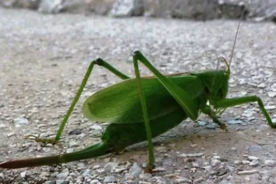 Grillo sulle Dolomiti