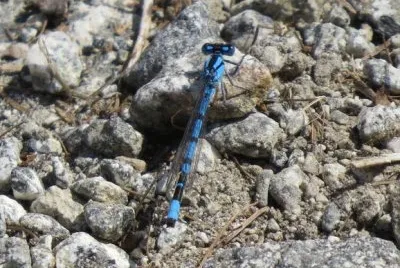 Libellulainterista in Val di Sole