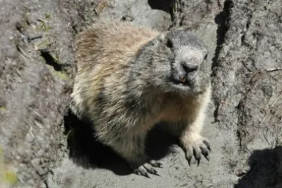 Marmotta in Alto Adige