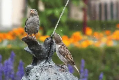 Passerotti assetati