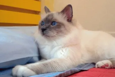 Tashi