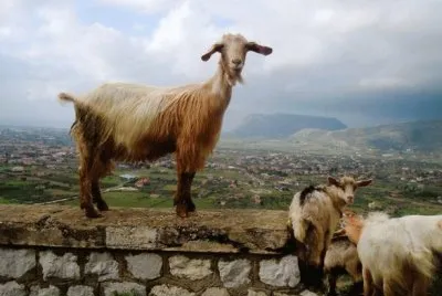 VanitÃ  ovina
