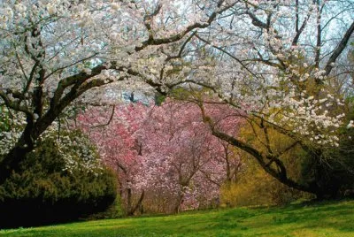 cherry blossoms
