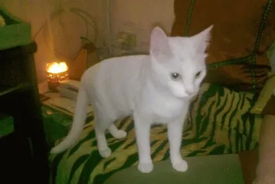 LULU