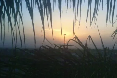 ATARDECER MERLO