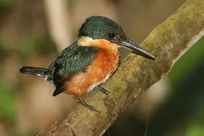MartÃ­n Pescador Enano