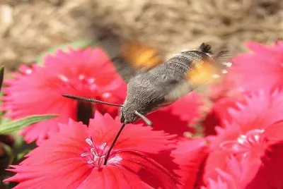 Esfinge ColibrÃ­ (Macroglossum stellatarum)