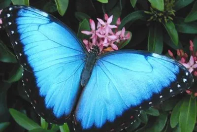 Mariposa Azul