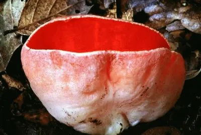 Sarcoscypha Coccinea