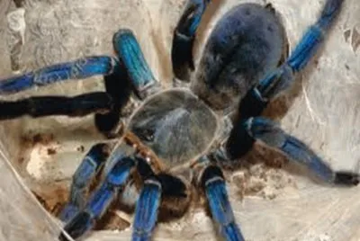 Tarantula Cobalt Blue