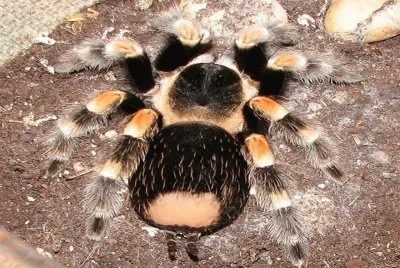 Tarantula Hembra
