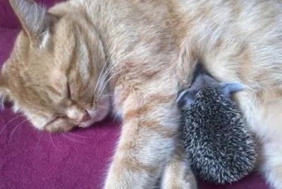 el gato y el erizo