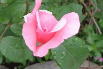 BOTÃ“N DE ROSA