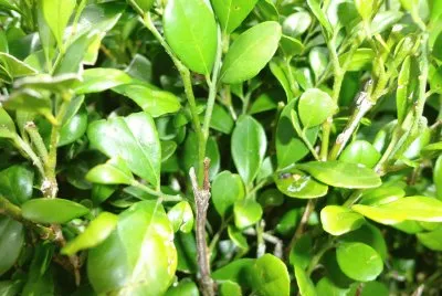 hojas verdes