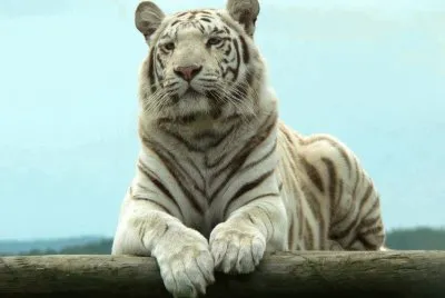 white tiger