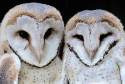 barn owls