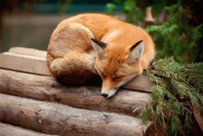 sleeping fox