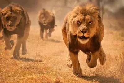 lion