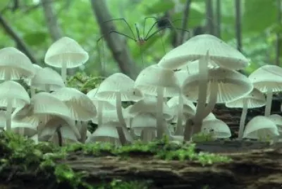 MURGAÃ‘O SOBRE HONGOS jigsaw puzzle