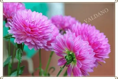 flores