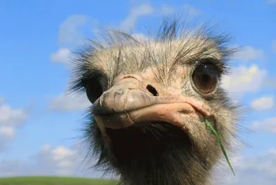Avestruz
