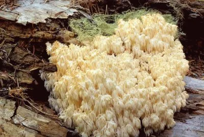 Hericium Abietis