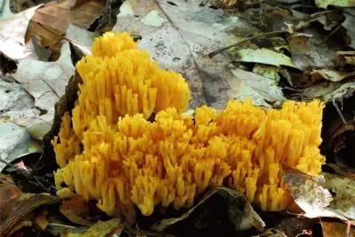 Ramaria Aurea