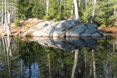 beaver pond jigsaw puzzle
