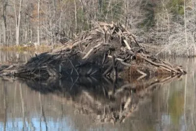 beaver lodge jigsaw puzzle