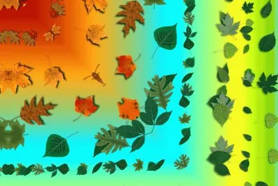 leaf seasons