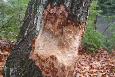 beavers at work
