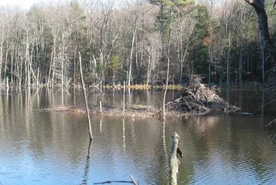 beaver pond