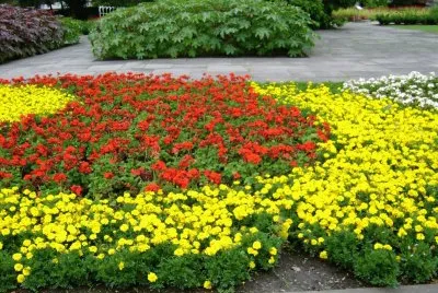 פאזל של flores del jardin de colonia