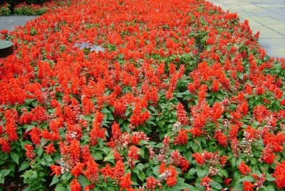 flores de colonia
