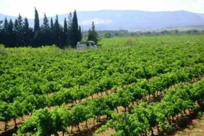 פאזל של VIÃ‘EDOS