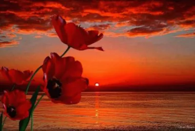 mar de amapolas